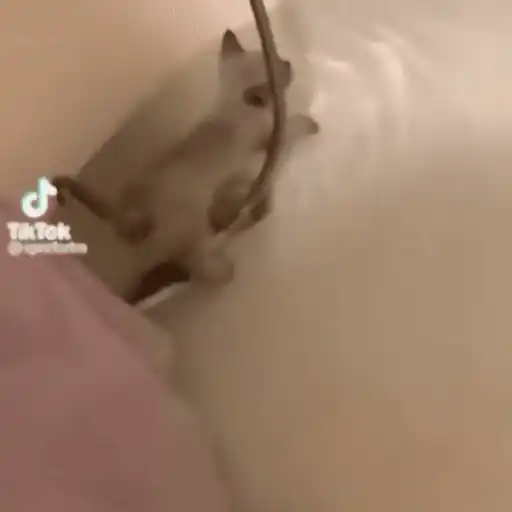 ملصق