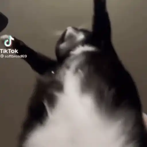 ملصق