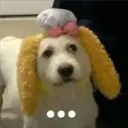 ملصق