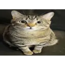 ملصق