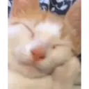 ملصق