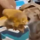 ملصق