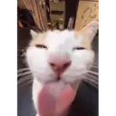 ملصق