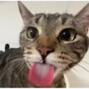 ملصق