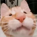 ملصق