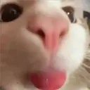 ملصق