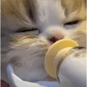 ملصق