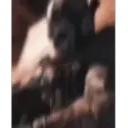 ملصق