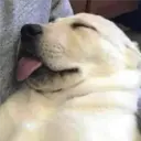ملصق