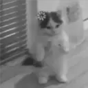 ملصق