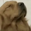 ملصق