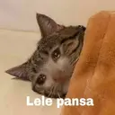 ملصق