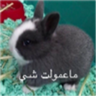 ملصق