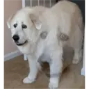 ملصق