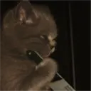 ملصق