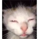 ملصق