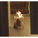 ملصق