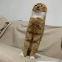 Çıkartma