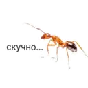 Çıkartma