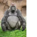 ملصق