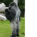 ملصق