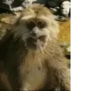 ملصق