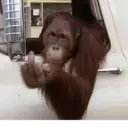ملصق
