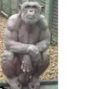 ملصق