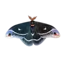 Çıkartma