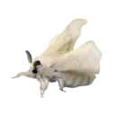 Çıkartma