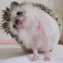 ملصق