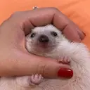 ملصق