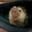 ملصق