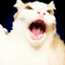 ملصق