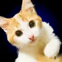 ملصق