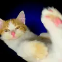 ملصق