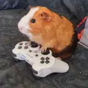 ملصق