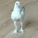 Çıkartma