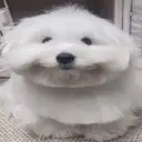 ملصق