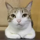 ملصق