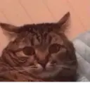 ملصق