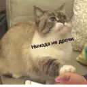 ملصق
