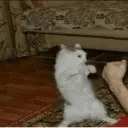 Çıkartma