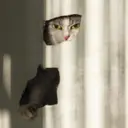 ملصق