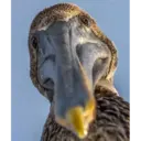 ملصق