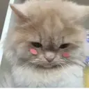 ملصق