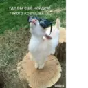 Çıkartma