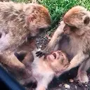 Çıkartma