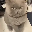 ملصق