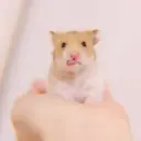 ملصق